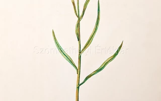 Vizkeleti Vargha Andor: Vasvármegye jellemző növényei